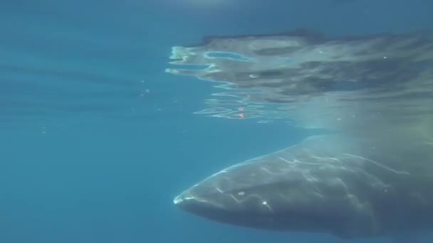 Мінке кит плаває під водою — стокове відео