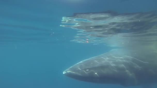 Minke whale swimming underwater — Stock Video