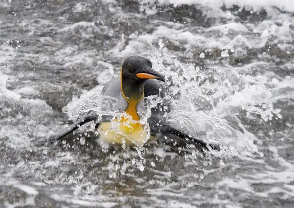 Kung Penguinin vattnet — Stockfoto