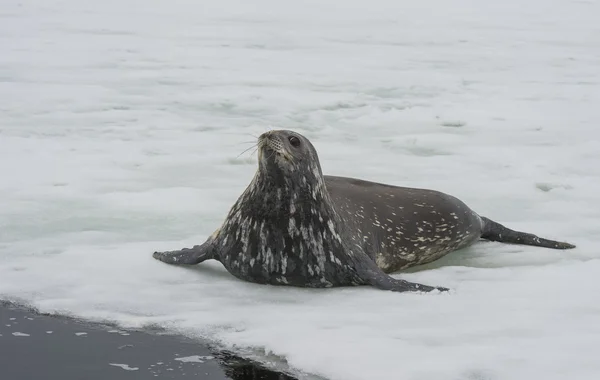 Weddell Seal deitado no gelo — Fotografia de Stock