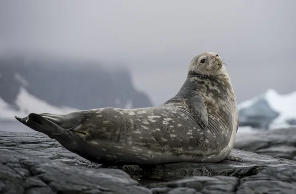 Weddell-zeehond opleggen van de rots — Stockfoto