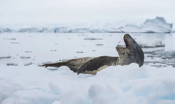 Sello de leopardo en el hielo —  Fotos de Stock