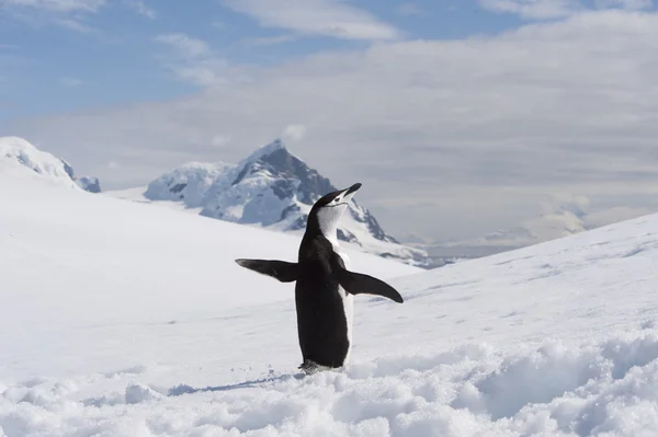 Hakband pingvin i Anatcrtica — Stockfoto