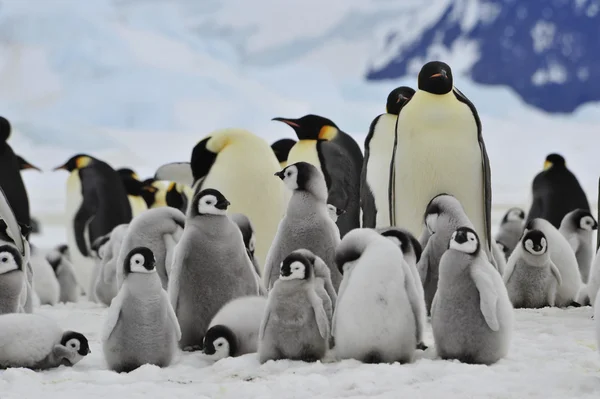 Emperador pingüinos con polluelo —  Fotos de Stock