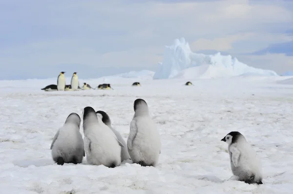 Emperor Penguins with chick Royalty Free Stock Images