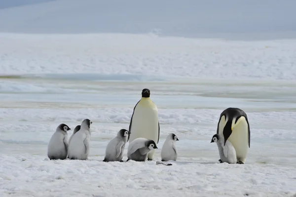 Emperor Penguins with chick Stock Image