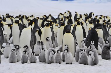 İmparator penguenler piliç ile