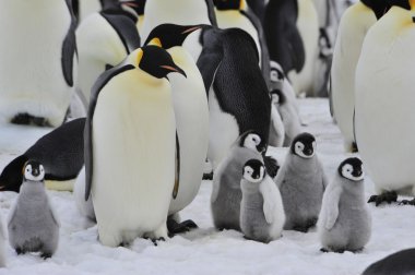 İmparator penguenler piliç ile