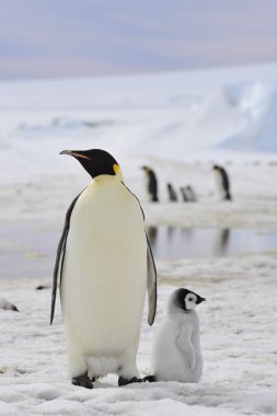 İmparator penguenler piliç ile