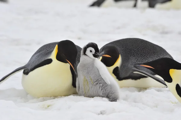 Імператорські пінгвіни прохолодним курча — стокове фото