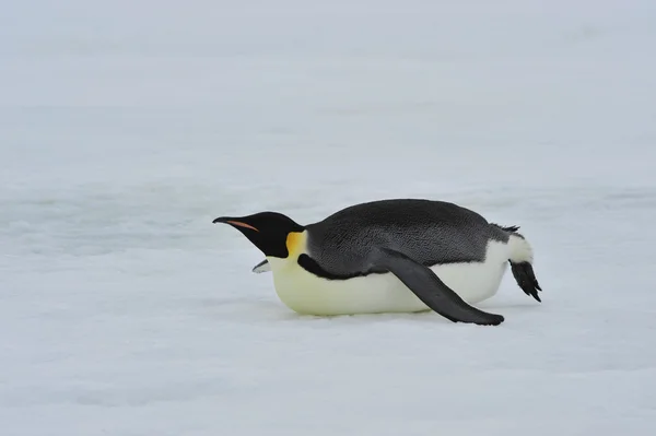 Imperatore Pinguini con pulcino — Foto Stock