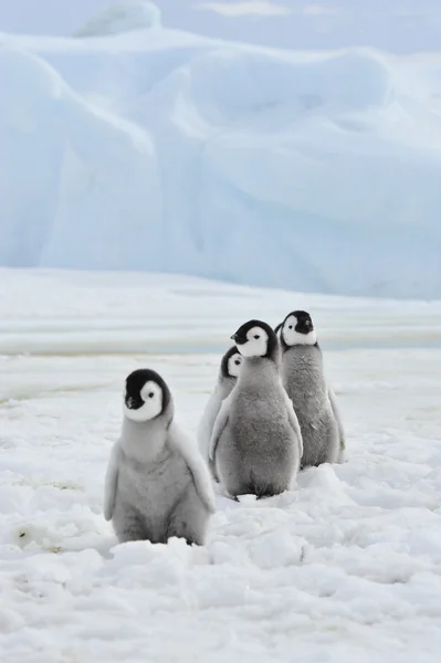 Імператорські пінгвіни курчат — стокове фото