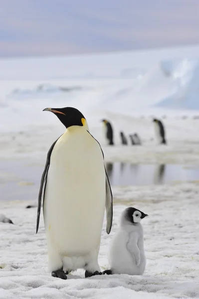 Pinguins imperador com pinto — Fotografia de Stock