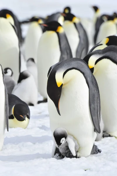 Keizer Penguins met kuiken — Stockfoto