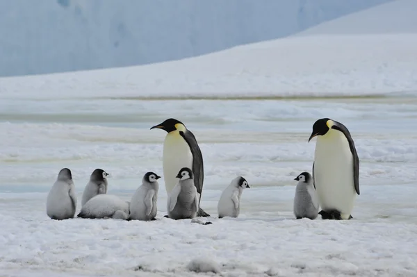 Emperador pingüinos con polluelo — Foto de Stock