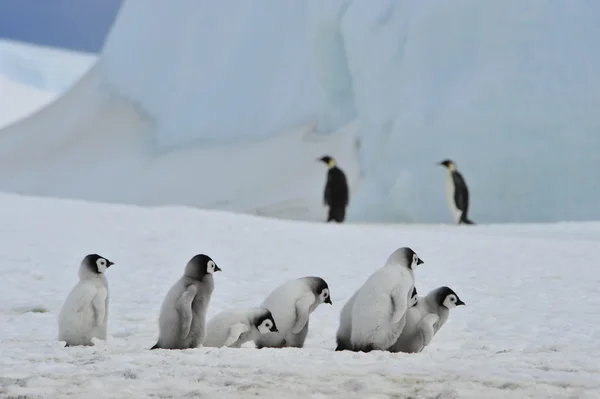 Emperador pingüinos polluelos — Foto de Stock