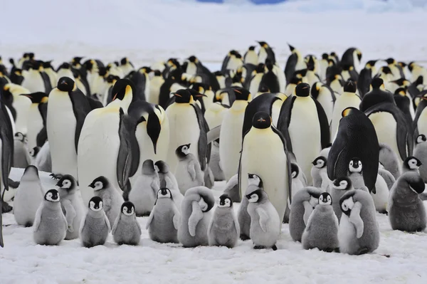 Emperador pingüinos con polluelo Fotos de stock libres de derechos