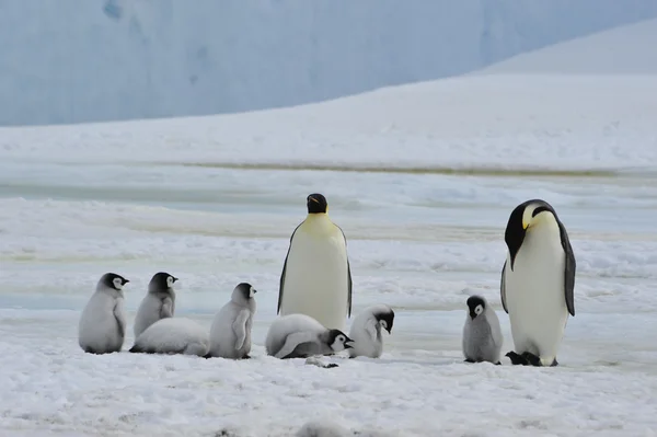 Emperor Penguins with chick Stock Photo