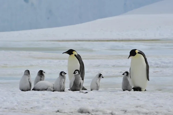 Emperor Penguins with chick Stock Image