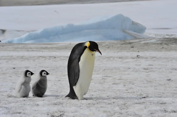 ひよこと皇帝ペンギン — ストック写真