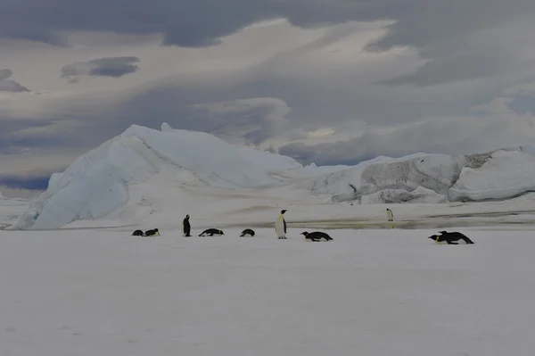 Kaiserpinguine mit Küken — Stockfoto