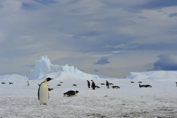 Pinguins imperador com pinto — Fotografia de Stock