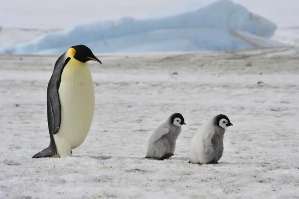 Kejsarpingviner med chick — Stockfoto