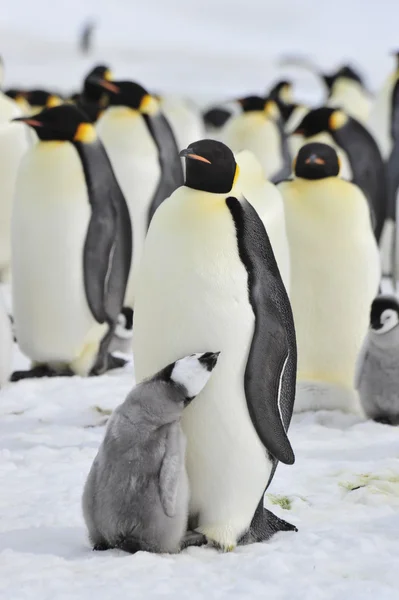 Emperador pingüinos con polluelo — Foto de Stock