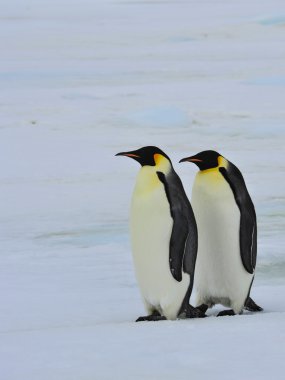 İmparator penguenler piliç ile
