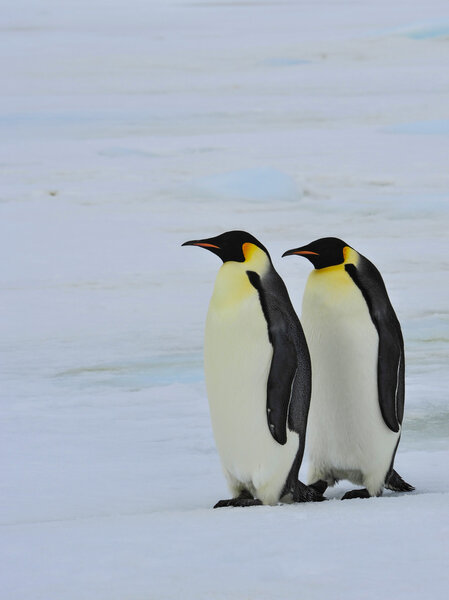 Императорские пингвины с цыпочкой
