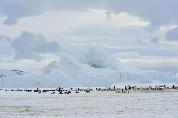 Emperor Penguins with chick — Stock Photo, Image