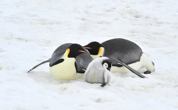 Keizer Penguins met kuiken — Stockfoto
