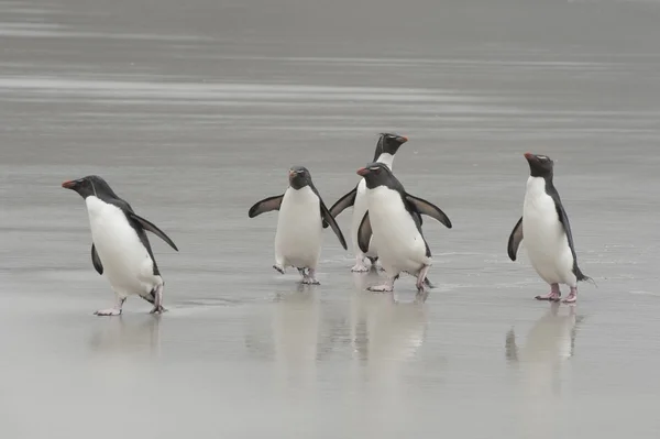 Rockhopper tučňáci Falkland ostrov — Stock fotografie