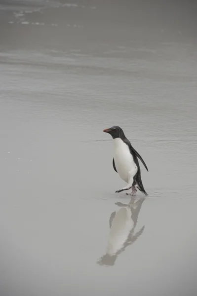 Rockhopper tučňáci Falkland ostrov — Stock fotografie
