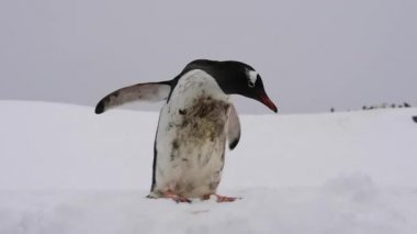 Kar üzerinde Gentoo pengueni