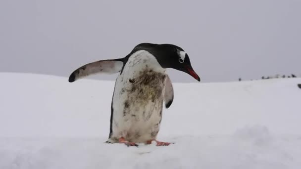 Kar üzerinde Gentoo pengueni — Stok video