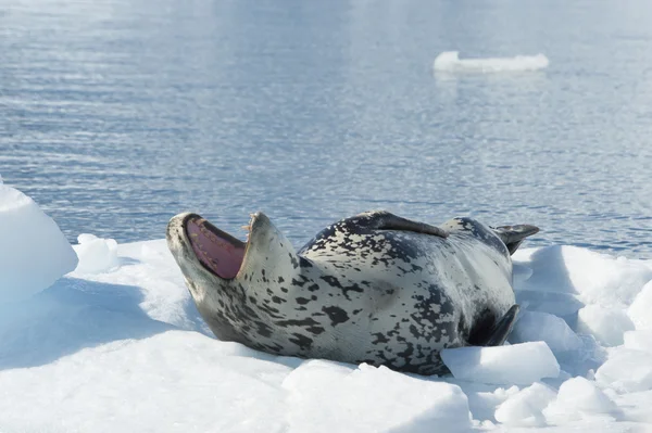 Sjöleopard på isflak — Stockfoto