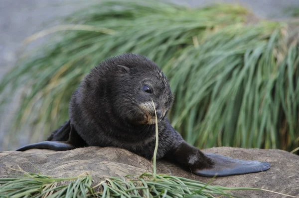 Phoque à fourrure de l'Antarctique gros plan dans l'herbe — Photo