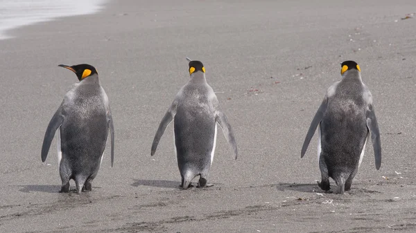 Güney Gürcistan Kral penguen — Stok fotoğraf