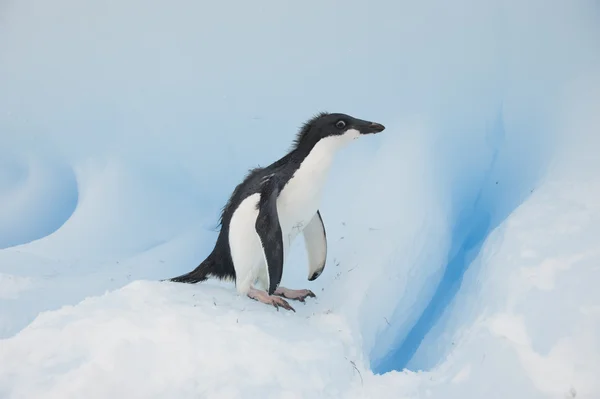 Adelie Pinguin auf Schnee — Stockfoto