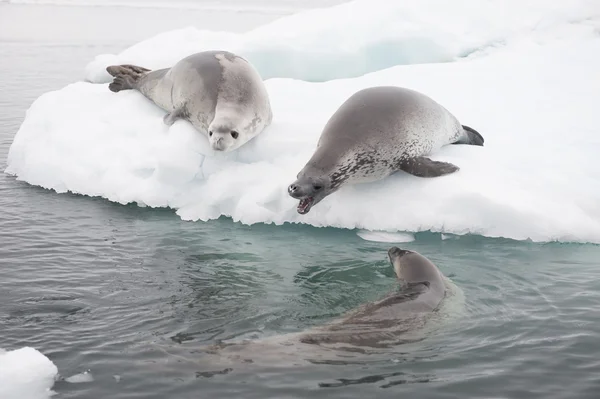 Phoques crabiers sur la glace . — Photo