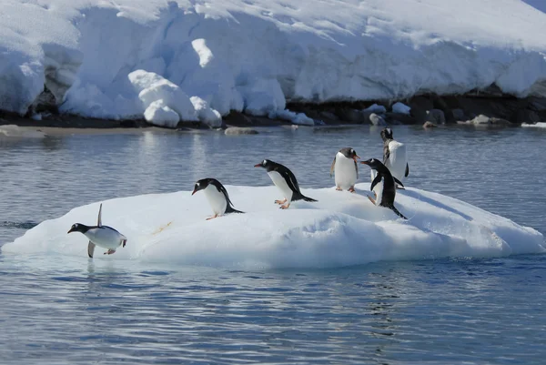 Gentoo Penguin hoppa från isen — Stockfoto