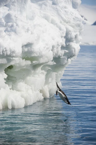 Adelie Pinguim salto — Fotografia de Stock