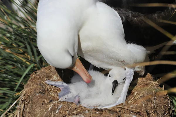 Albatross ceja negra Saunders Island — Foto de Stock
