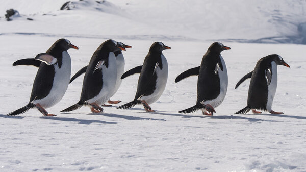Gentoo Penguin прогулка по снегу
