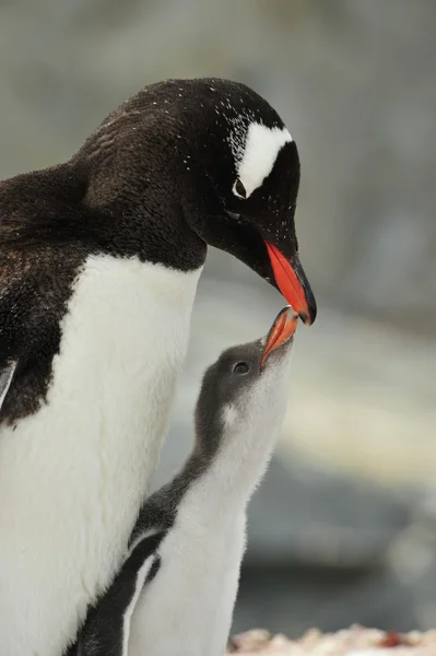 Gentoo Pinguino con pulcino — Foto Stock