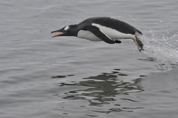 Gentoo Penguin hoppa i vattnet — Stockfoto