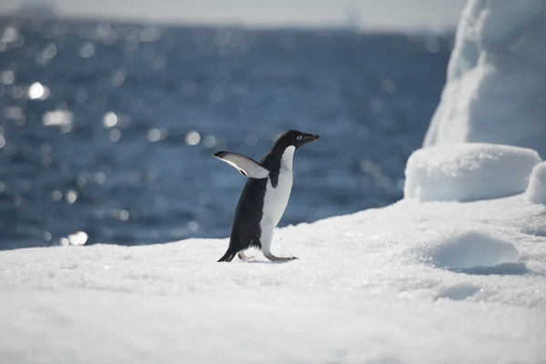 Pingüino Adelie en la nieve — Foto de Stock