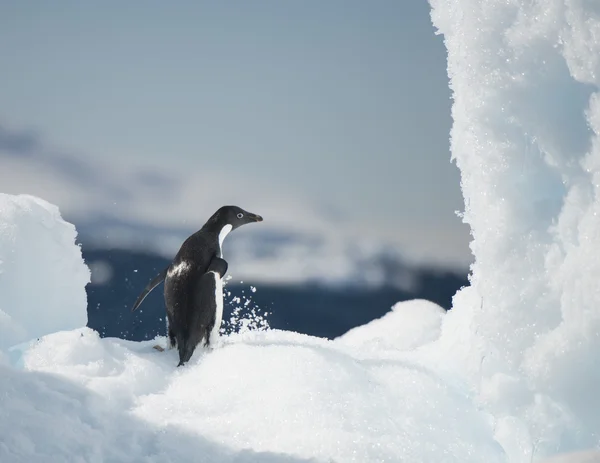 Pinguino di Adelie sulla neve — Foto Stock