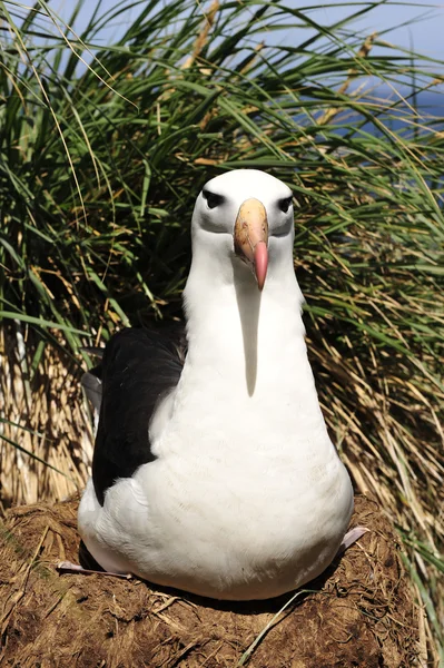 Albatross ceja negra Saunders Island — Foto de Stock